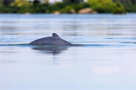 Irrawaddy Dolphin - Facts, Diet, Habitat & Pictures on Animalia.bio