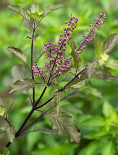 Holy basil | Description, Uses, Tulsi, Religious Significance, & Facts ...