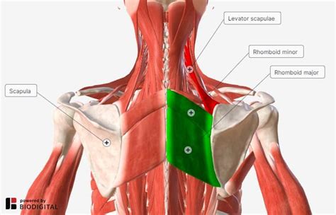 Exercises for Rhomboid Pain That Fix the Root Cause - Precision Movement