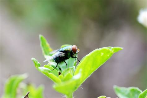 An Introduction To House Flies - Environmental Factor