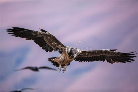 Low Angle Shot of a Black Hawk Flying Magnificently in the Sky Stock ...