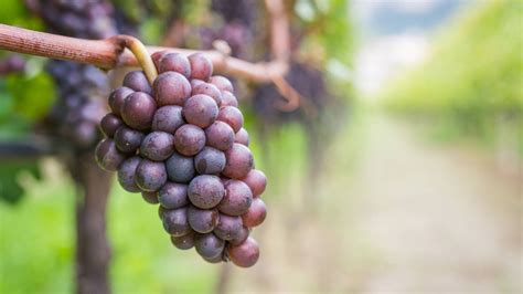 Pinot Gris vs Pinot Grigio - What’s the Difference? - Palate Club