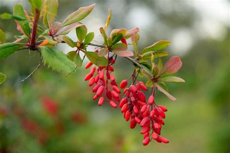 How to Prune Barberry Shrubs? - Gardenerdy