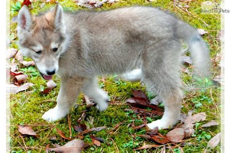 Wolf hybrid puppies for sale - snapqust