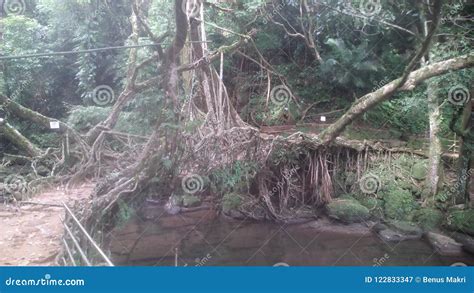 Living root bridge stock image. Image of meghalaya, root - 122833347