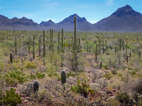 Sonoran Desert Flowering Plants | Best Flower Site