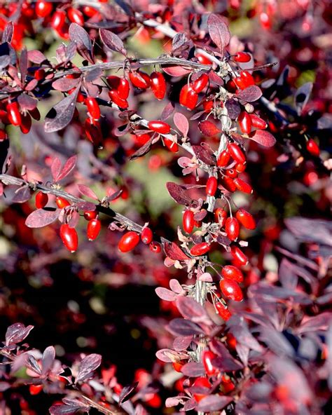 Barberry - planting, pruning, care and cute varieties