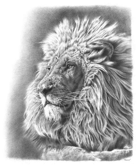 Lion Pencil Drawing on Behance