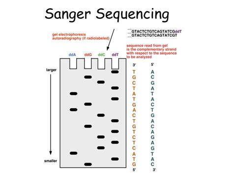 PPT - Mapping and Sequencing Genomes PowerPoint Presentation, free ...