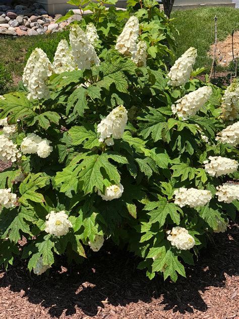 Buy Snow Queen Hydrangea Plants Online | Stadler Nurseries