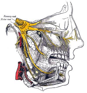 Trigeminal Nerve - Physiopedia