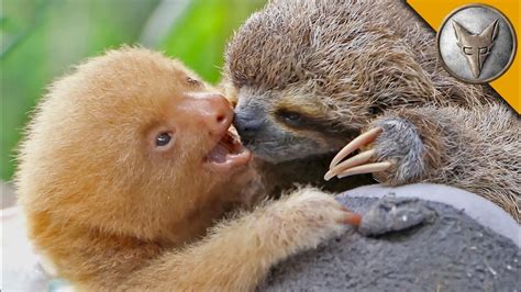 Two and Three-Toed Baby Sloths Comparison by Coyote Peterson Video