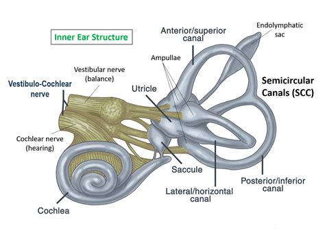 Vertigo and Common Inner Ear Conditions