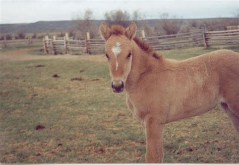 Off the Paved Road, Horse & Mule Names