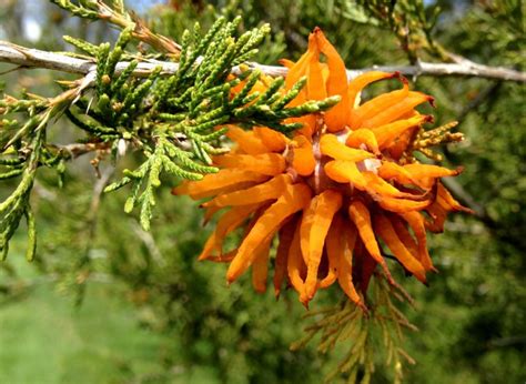 Creepy, orange fungus attacking junipers - Gardening in Michigan