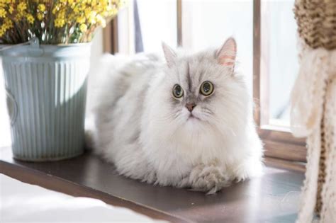 The Persian Cat Breed - Cat Behavior Help