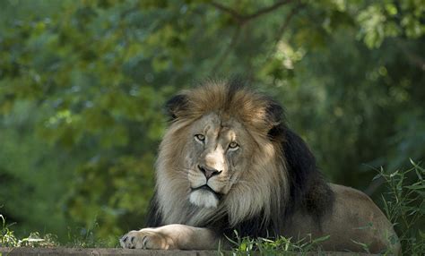 Lion | Smithsonian's National Zoo and Conservation Biology Institute