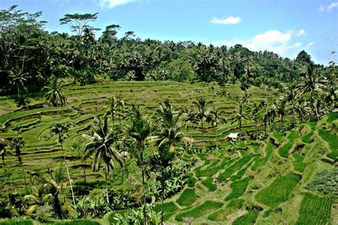 Padi Field, Ubud Bali | Cuteduck75 | Flickr