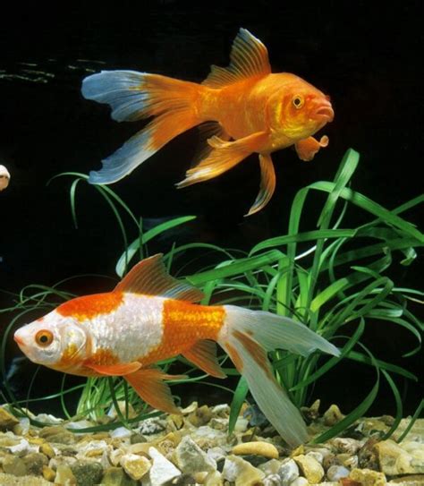 Comet Goldfish Care Guide - Feeding, Breeding & Tank Setup