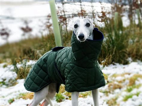 24+ Designs Whippet Dog Coat Pattern - IshbelJaydin