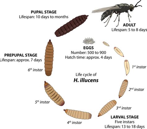 Black Soldier Fly Larvae Stages of Life | Best BSFL Stages – PetWave Sydney