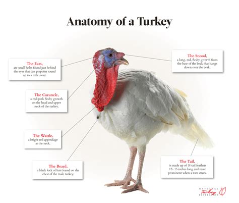 Turkey Head Anatomy | Hot Sex Picture