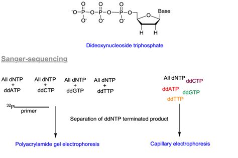 Schematic showing the Sanger-sequencing method. | Download Scientific ...