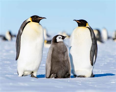 Emperor Penguin Colony Experiences “Catastrophic Breeding Failure ...