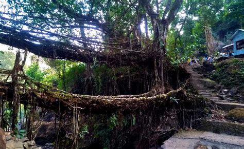 Book Adventurous Living Root Bridge Trekking Tour - Kajaawa