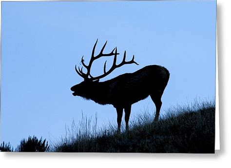 Bugling Elk Silhouette at GetDrawings | Free download