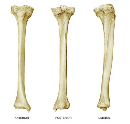 Long Bones 5 Diagram | Quizlet