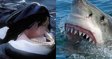 Killer Whale Vs Great White Shark Size Comparison