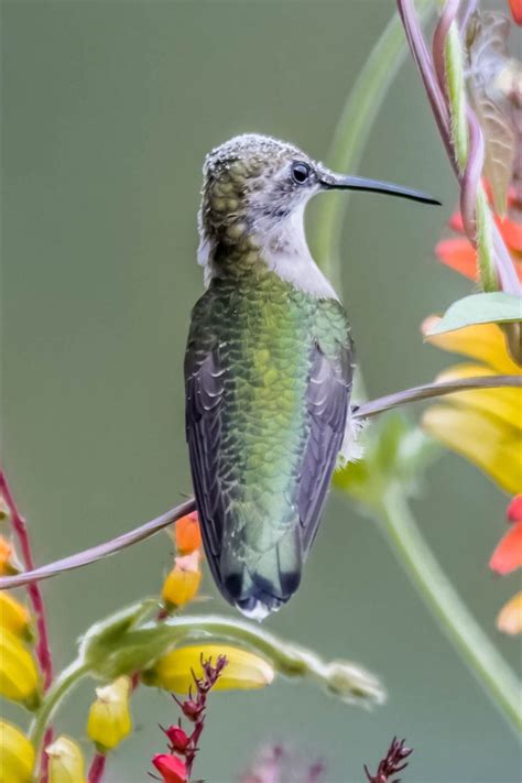 Wallpaper Hummingbird, bird, flowers, long beak 1920x1200 HD Picture, Image