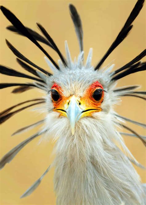 I present the secretary bird : r/mythicalbirds