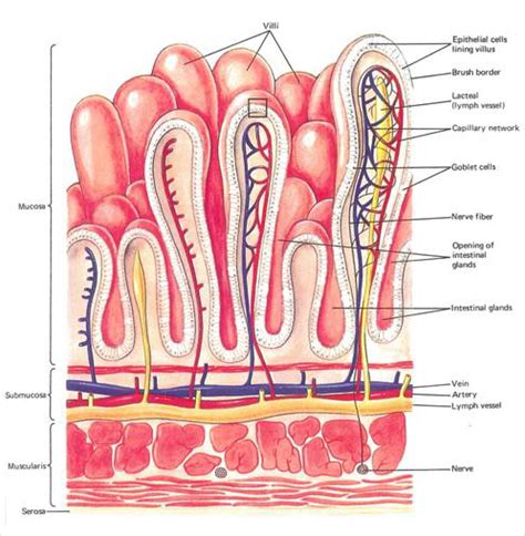 What are the layers of the gastrointestinal tract? What are their ...