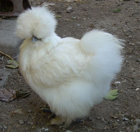 Information About the Furry Silkie Chicken - PetHelpful