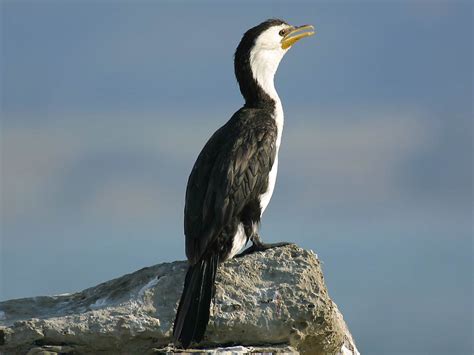 Cormorant Wallpaper and background - Animals Town