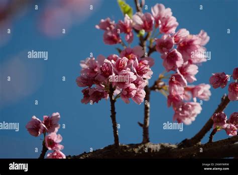 Beautiful Winter Flowers in the Garden Stock Photo - Alamy