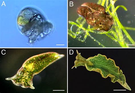 Elysia chlorotica Gould, 1870 | SEASLUG.WORLD