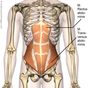 Rectus Abdominis - Physiopedia