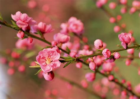 [Khám phá] Ý nghĩa Hoa đào | Biểu tương đẹp của ngày tết VN