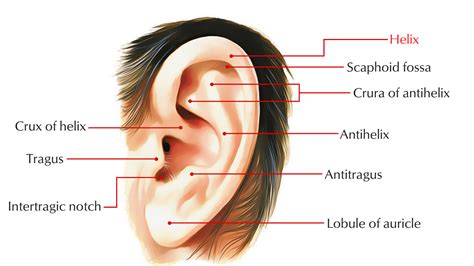 Helix of the Ear – Earth's Lab