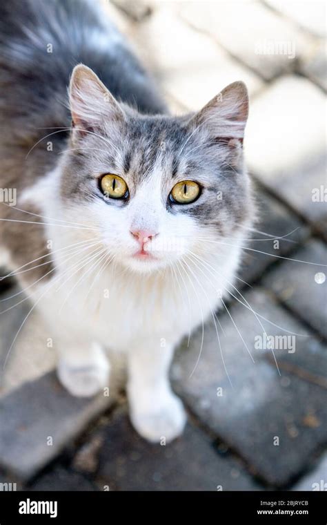 A grey and white cat with yellow eyes on the streets of Fez, Morocco ...