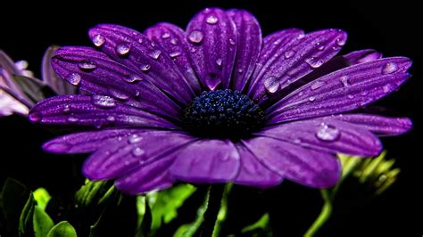 Wallpaper Resolutions - Purple Flowers With Black Background (#451157 ...