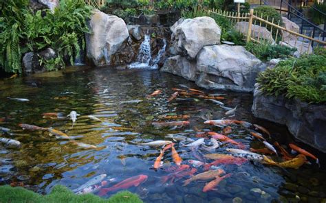 What plants can I put in my Koi pond? - Merebrook Pond Plants