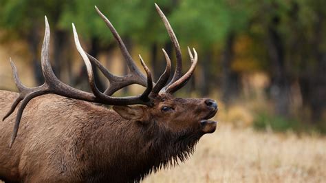 Bow Hunters Hide In Fear As Two Massive Bull Elk Battle It Out (Video)