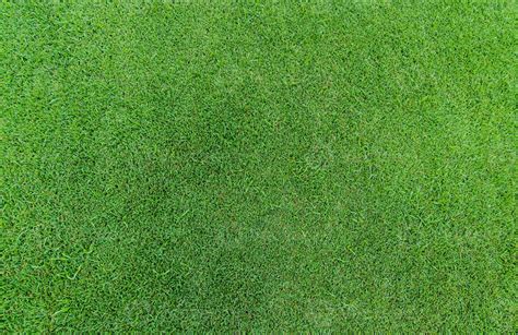 Green grass texture background. Golf course grass. Top view of green ...