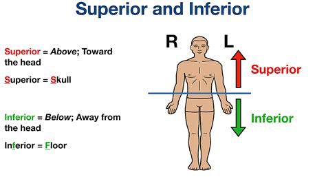 Anatomical Terms Of Location Anterior Posterior, 49% OFF