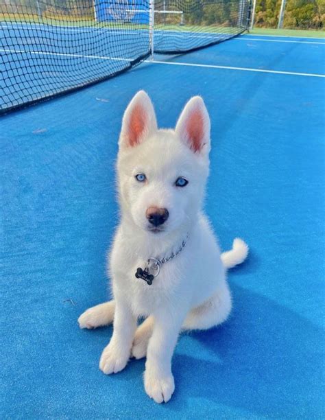 Stunning White Husky with Mesmerizing Blue Eyes