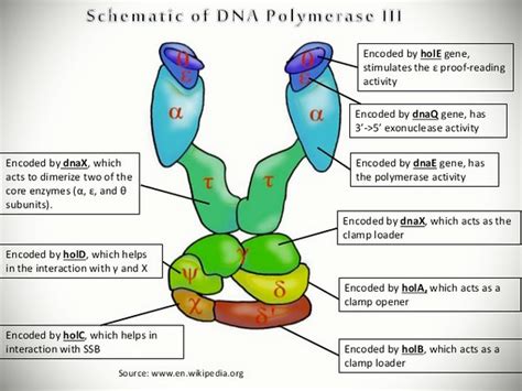 Rna Primers Are Necessary in Dna Synthesis Because - VangroShepherd